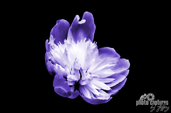 Purple Paeon artistic rendering 10x15