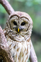 Owls In Nature