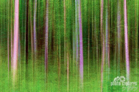Forest Trees Green of Summer artistic effect