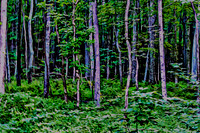 Artistic Scenic Renderings