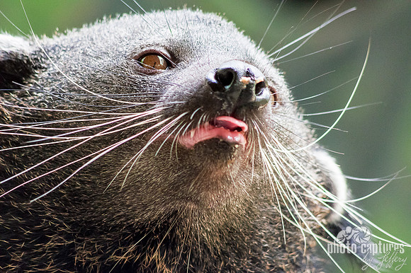 Bearcat with toungue out