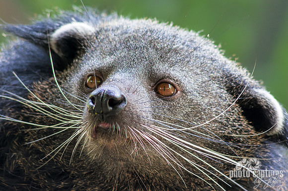 Binturong Bearcat Willow