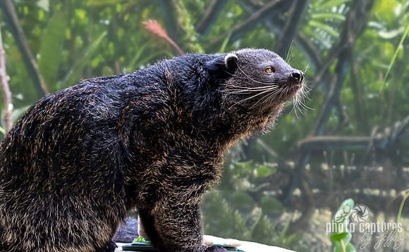 Willow a Bearcat enjoys educating folks