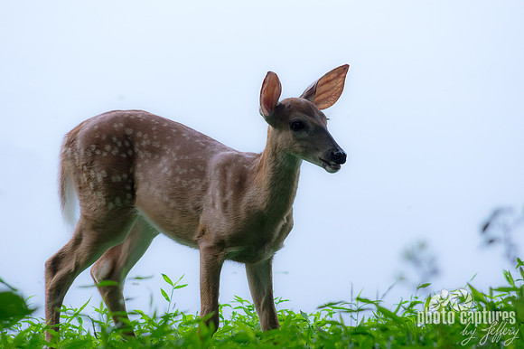 Odocoileus virginianus fawn standing near edge of Radnor Lake 10x15