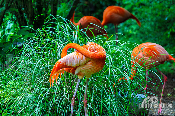 Caribbean Flamingos Head Curved Down and Around