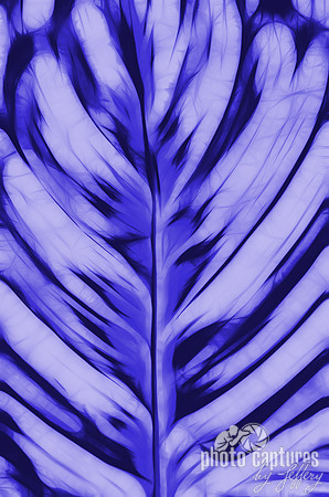 Blue Ink plant leaf