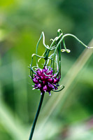 Wild Garlic Allium vineale wildflower