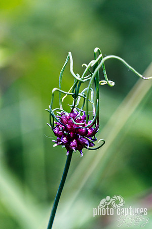 Wild Garlic Allium vineale wildflower