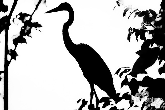Black and white Silhouette Great Blue Heron