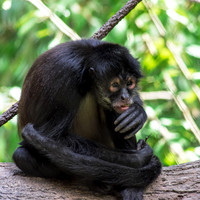 Primates