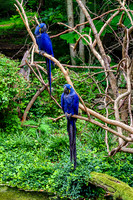 Two Hyacinth Macaws Perched