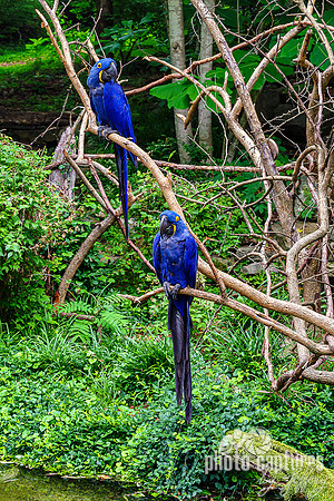 Two Hyacinth Macaws Perched