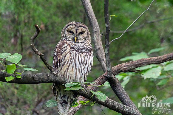 Radnor Lake wildlife Barred Owl perched on small limb