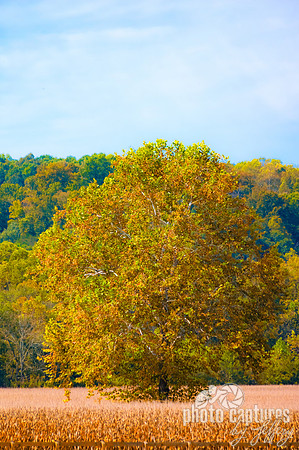 Colorful tree in cornfield