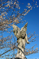 Cherry Blossoms Winged Angel
