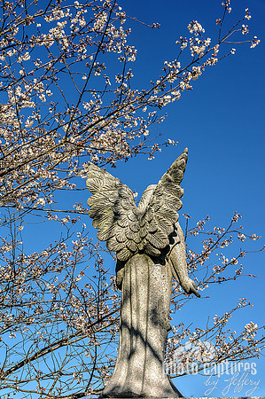 Cherry Blossoms Winged Angel