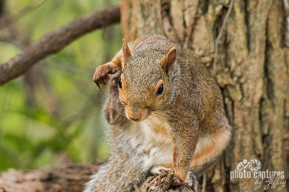 Fox Squirrel ninja