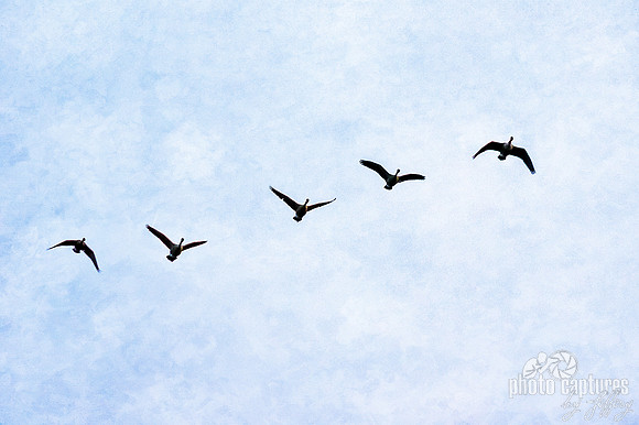 Five Canadian Geese in Flight I