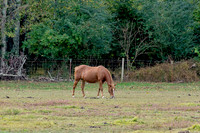 Horses