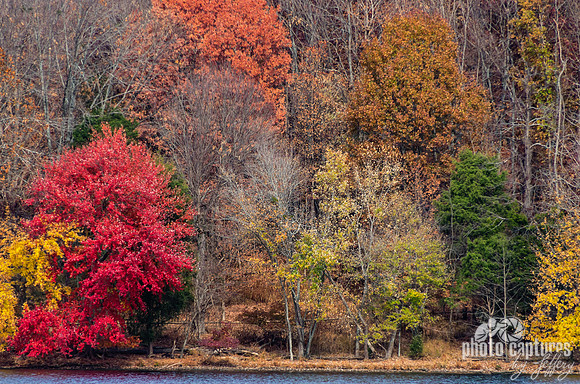 Bright Red Colourful Fall Trees Radnor Lake Nashville Tennessee
