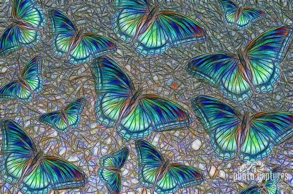 Butterflies