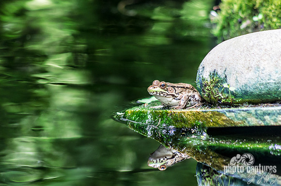 Bull frog reflection