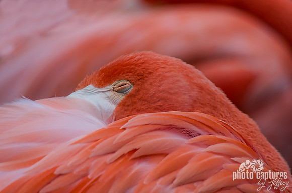 Caribbean Flamingo head tucked flamingo in background