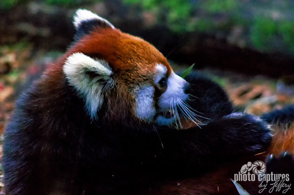 Two Ailurus fulgens rough housing