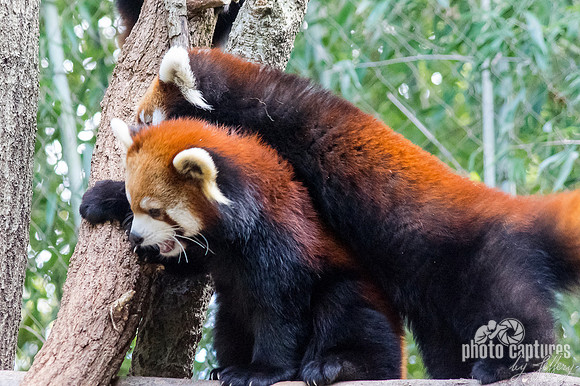 Ailurus fulgens climbing over Red Panda