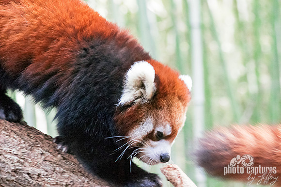Ailurus fulgens climbing down tree