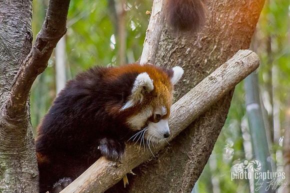 Ailurus fulgens climbing
