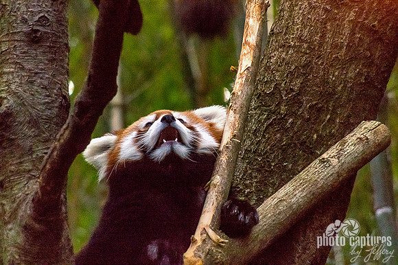 Ailurus fulgens paw between limb
