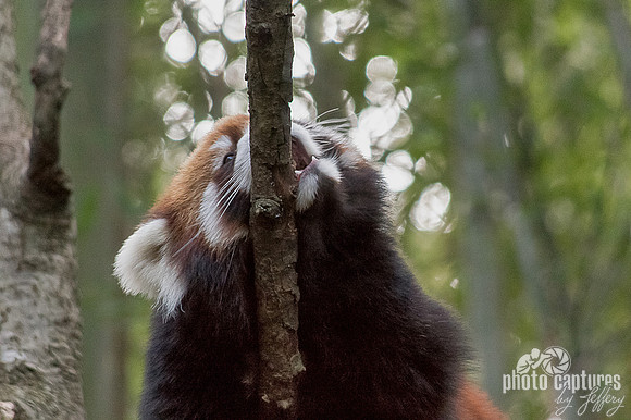 Red Panda climbing up small limb