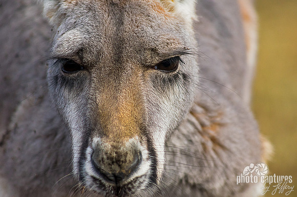 Macropus rufus close view