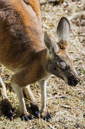 Macropus rufus above portrait view