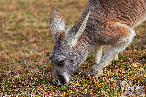 Macropus rufus grazing on a winters day