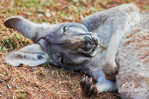 Macropus rufus laying on ground sleeping
