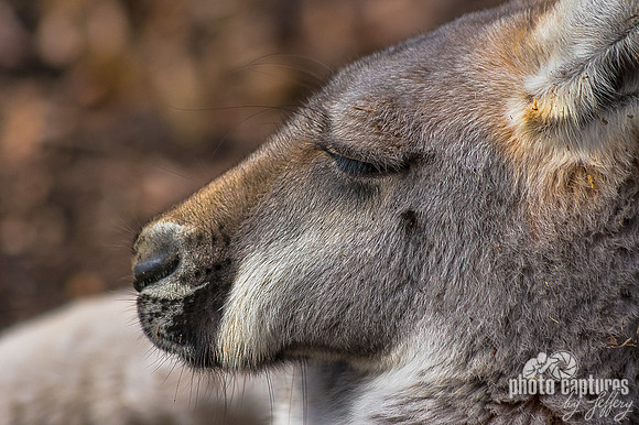 Macropus rufus side view of head