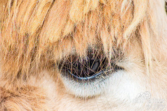 Close up Alpaca Eye