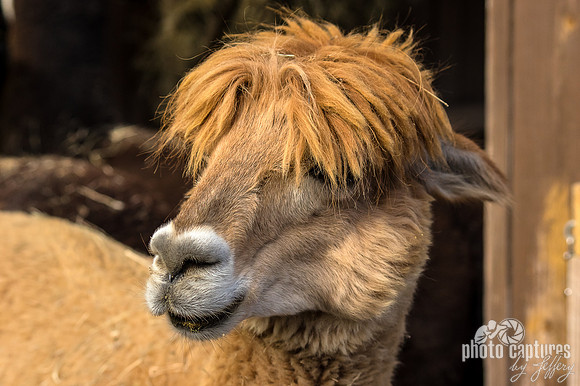 Alpaca