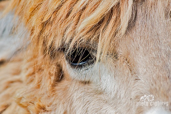 Close view Alpaca