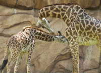 Elephants - Giraffes - Rhinos