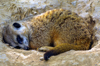 Meerkat Taking A Nap