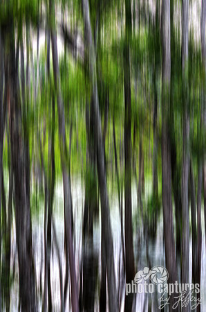 Trees abstract Murfree Spring Wetlands
