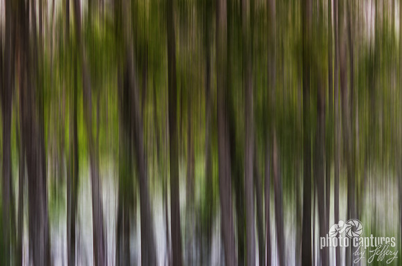 Abstract trees Murfree Spring Wetlands