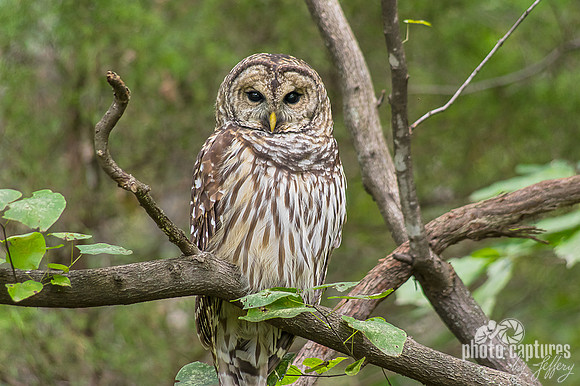 Tennessee wildlife birds Barred Owl