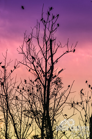 Bird filled tree with shade of purple pink orange yellow sky