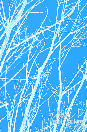 Blue white limbs portrait