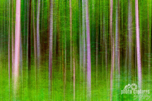 Forest Trees Green of Summer artistic effect