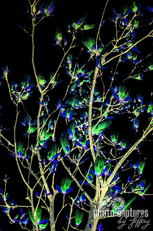 Magnolia Young Tree Inverted Mount Olivet Cemetery